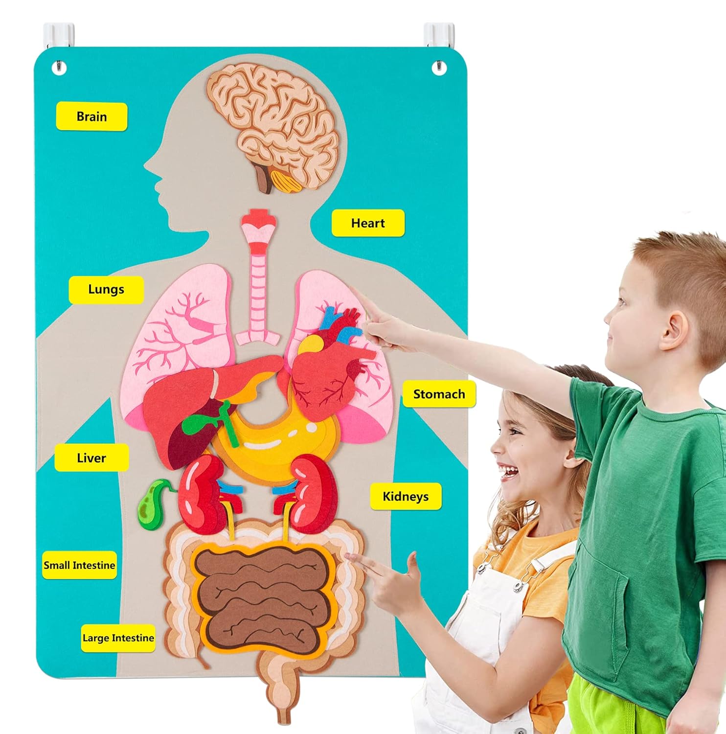 Piezas del cuerpo humano, tabl - Kids Education Activities reseña y precio